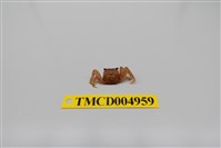 藏品(帝王仿相手蟹)的圖片